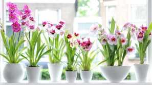 Miltonia: opis, vsebina, reprodukcija, nega, pridelava, fotografija, video